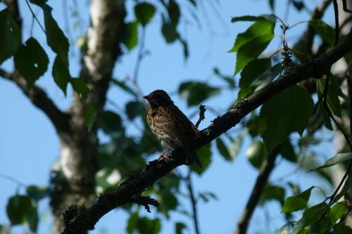 Waldammer (Jungvogel)