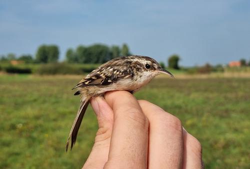 Gartenbaumläufer (Jungvogel)
