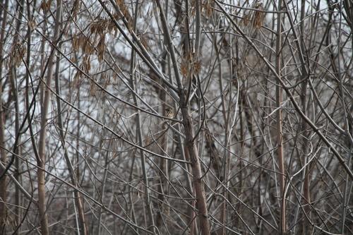 Rohrammer (Jungvogel)