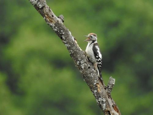 Mittelspecht (Jungvogel)