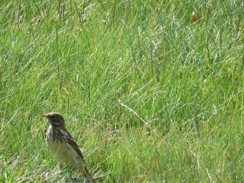 Bergpieper (Jungvogel)