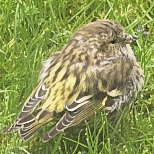 Erlenzeisig (Jungvogel)