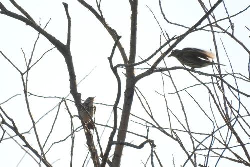 Wiesenpieper (Jungvogel)