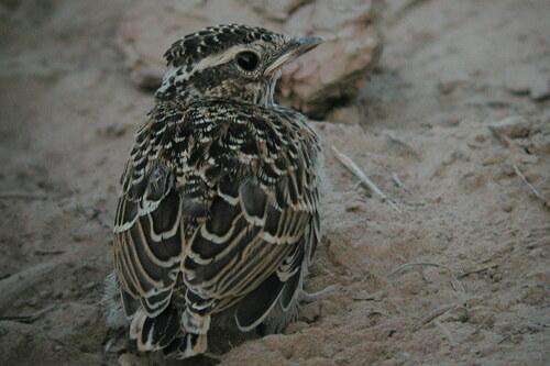 Heidelerche (Jungvogel)