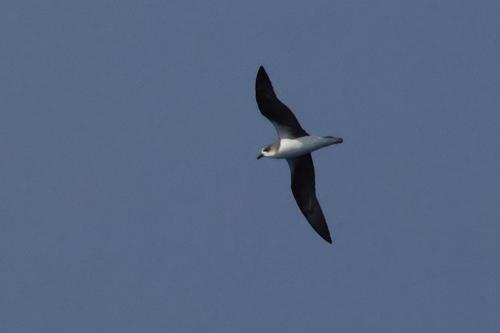 Desertassturmvogel