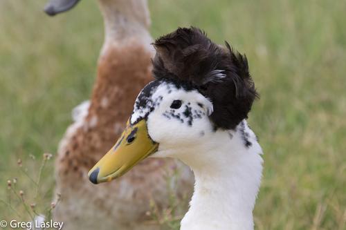 Stockente