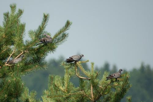Hohltaube (Jungvogel)