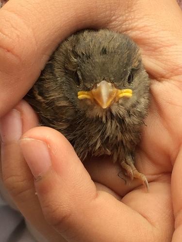 Italiensperling (Jungvogel)