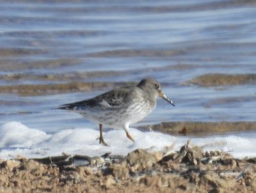Meerstrandläufer (Männchen)