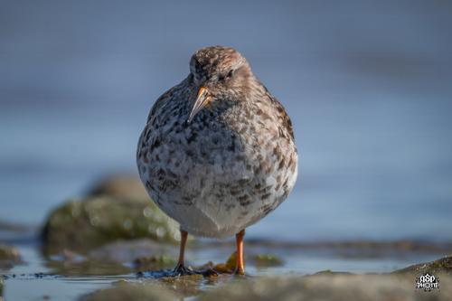 Meerstrandläufer