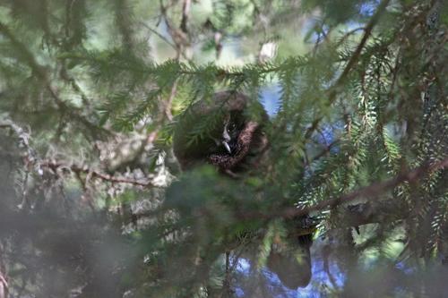 Raufußkauz (Jungvogel)