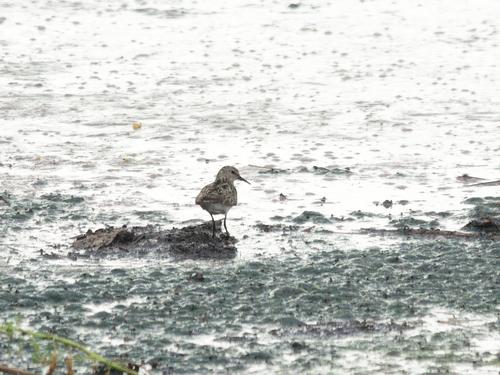 Temminckstrandläufer (Jungvogel)