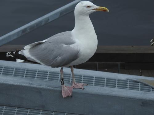 Silbermöwe