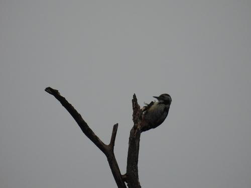 Mittelspecht (Jungvogel)
