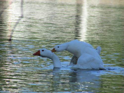 Stockente