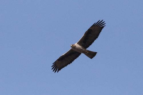 Habichtsadler