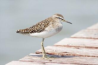 Bruchwasserläufer