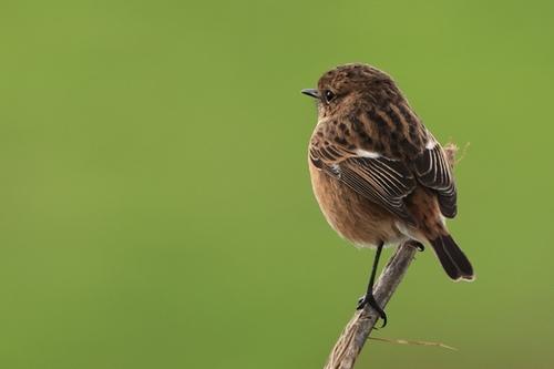 Schwarzkehlchen
