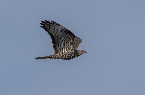 Wespenbussard