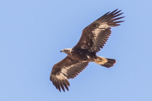 Steinadler