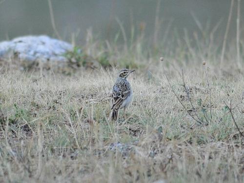 Brachpieper (Jungvogel)