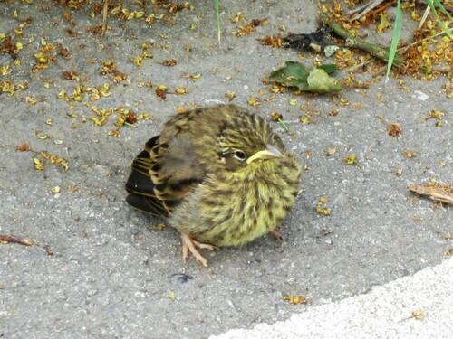 Goldammer (Jungvogel)