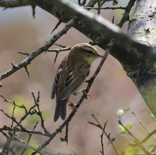 Schilfrohrsänger (Jungvogel)