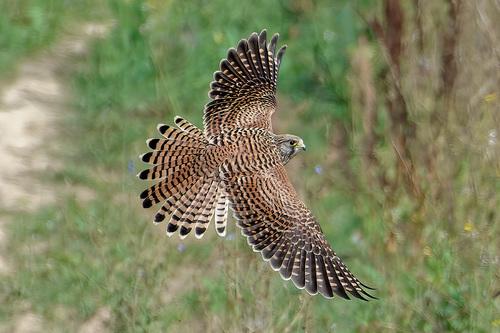 Turmfalke (Weibchen)