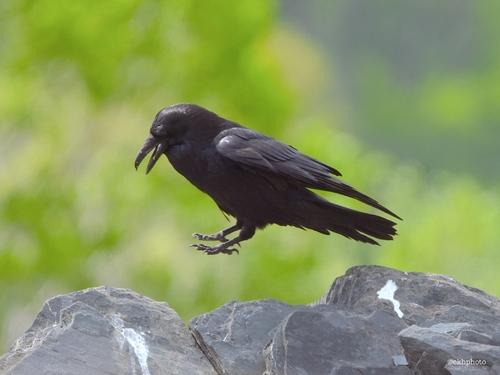Kolkrabe (Weibchen)