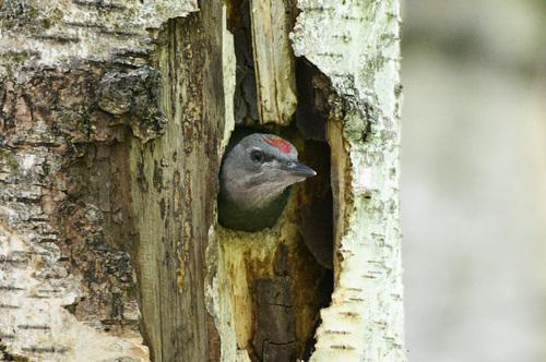 Grauspecht (Jungvogel)
