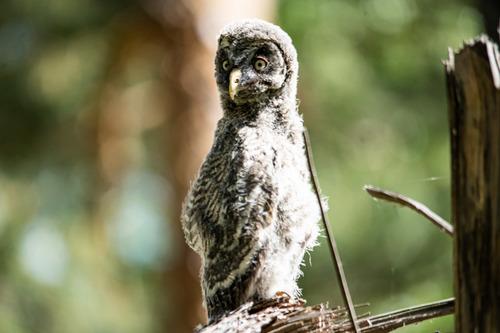 Bartkauz (Jungvogel)