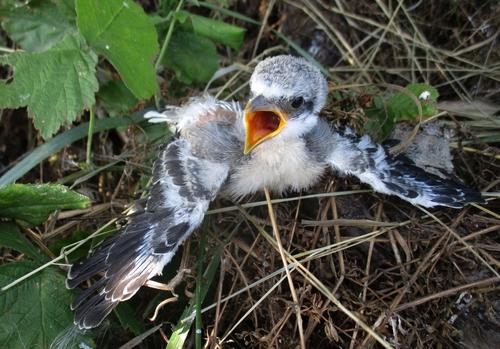 Schwarzstirnwürger (Jungvogel)