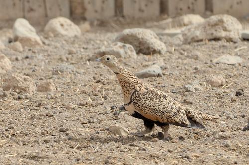Sandflughuhn