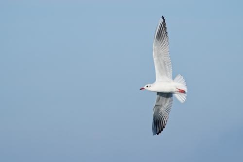 Lachmöwe