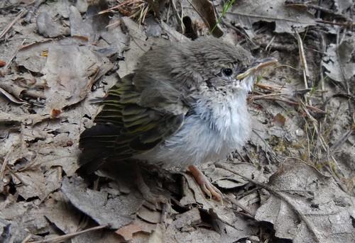 Berglaubsänger (Jungvogel)