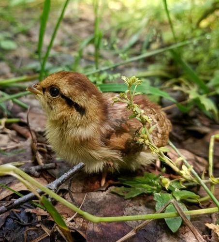 Haselhuhn (Jungvogel)