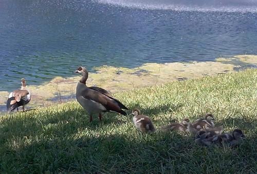 Nilgans