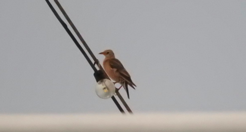 Rosenstar (Jungvogel)