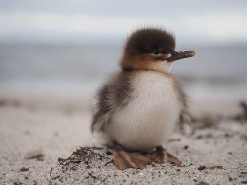 Mittelsäger (Jungvogel)
