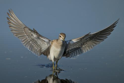 Bruchwasserläufer