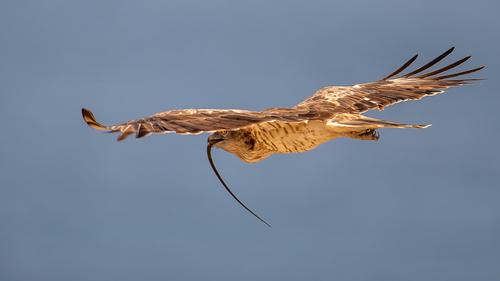 Schlangenadler