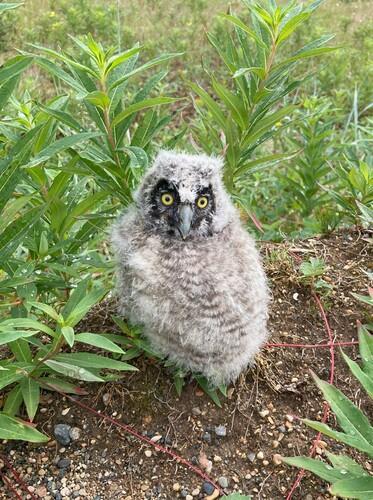 Sumpfohreule (Jungvogel)