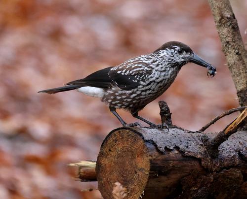 Tannenhäher (Jungvogel)
