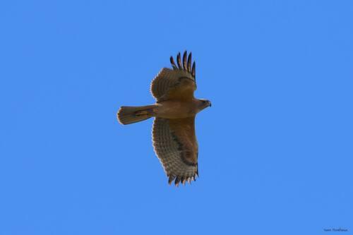 Habichtsadler (Jungvogel)