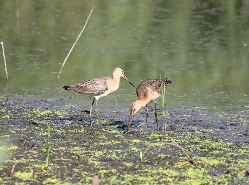 Uferschnepfe (Jungvogel)