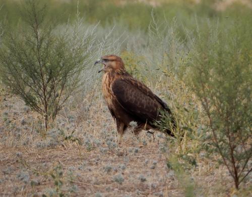 Adlerbussard (Jungvogel)