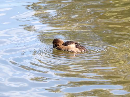 Reiherente (Jungvogel)