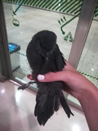 Bulwersturmvogel