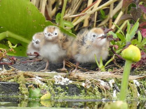Trauerseeschwalbe (Jungvogel)