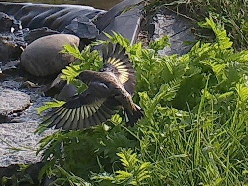 Stieglitz (Jungvogel)